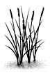 016B Cattails
