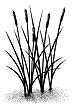 017D Cattails lg