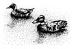 026B Ducks in Water