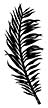 137C Frond #2