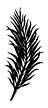 138C Frond #3