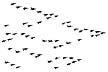152D Migrating Birds
