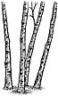 313G Birch Trees (sm)