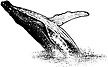 389B Whale Breaching