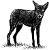 402A Coyote