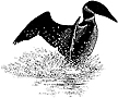 422C Loon Splash Small