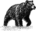 426A Bear in Water